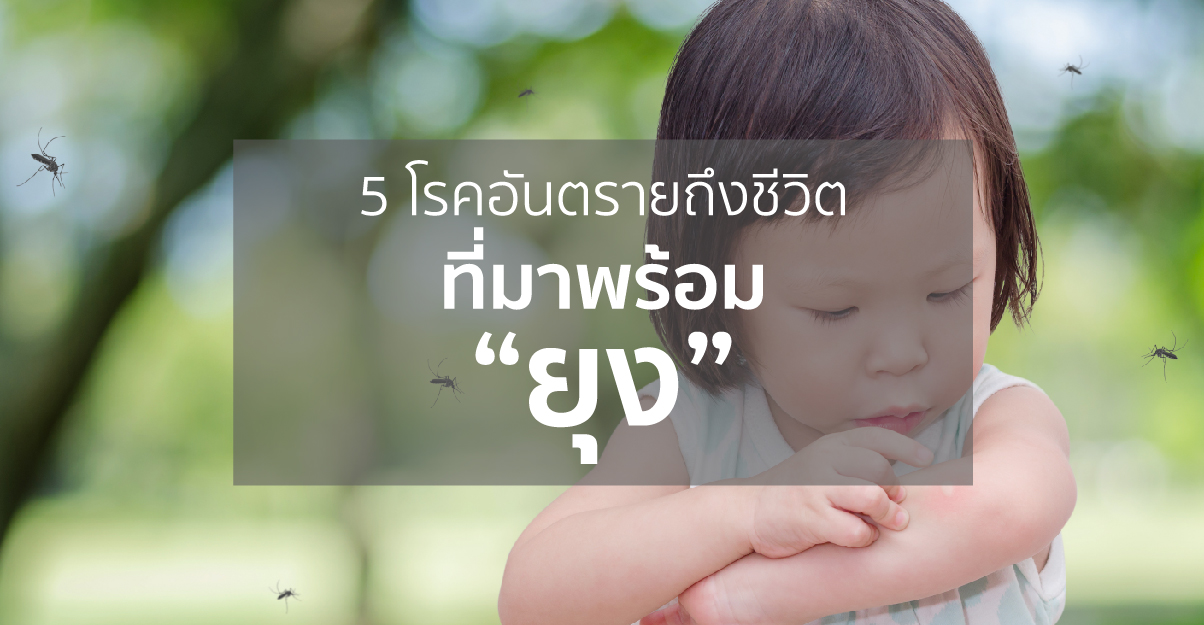 banner-web-บทความ-ยุง